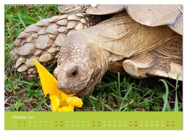 Produktbild: Meine Schildkr&ouml;ten (Wandkalender 2027 DIN A2 quer), CALVENDO Monatskalender