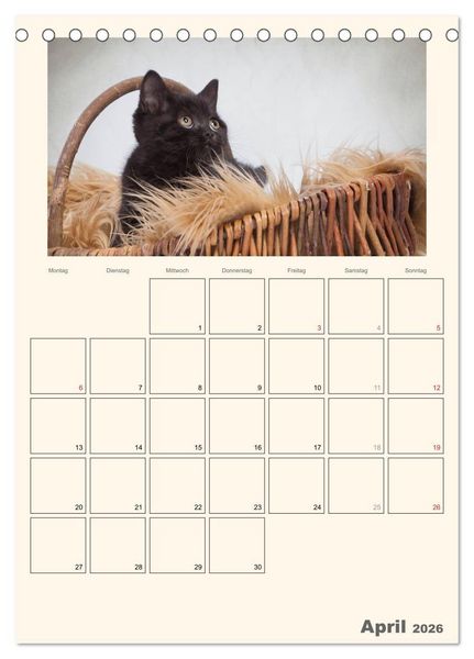 Produktbild: Schmusige Britisch Kurzhaar (Tischkalender 2026 DIN A5 hoch), CALVENDO Monatskalender