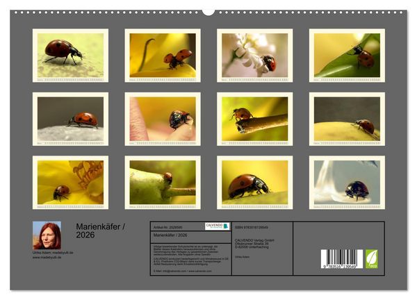 Produktbild: Marienk&auml;fer / 2026 (hochwertiger Premium Wandkalender 2026 DIN A2 quer), Kunstdruck in Hochglanz