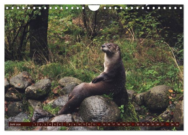 Produktbild: Otter. Frech, laut und clever (Wandkalender 2026 DIN A4 quer), CALVENDO Monatskalender