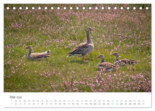 Produktbild: Juist - mein T&ouml;werland (Tischkalender 2026 DIN A5 quer), CALVENDO Monatskalender