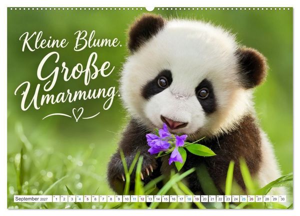 Produktbild: Pandas mit Flausen im Kopf (Wandkalender 2027 DIN A2 quer), CALVENDO Monatskalender