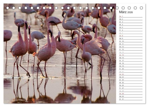 Produktbild: Flamingo Impressionen 2026 (Tischkalender 2026 DIN A5 quer), CALVENDO Monatskalender
