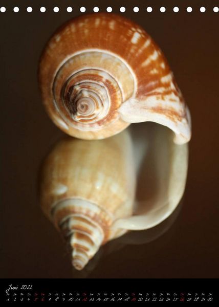 Produktbild: Muscheln und Schnecken (Tischkalender 2022 DIN A5 hoch)