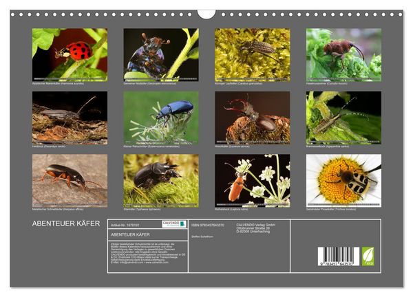 Produktbild: ABENTEUER K&Auml;FER (Wandkalender 2026 DIN A3 quer), CALVENDO Monatskalender