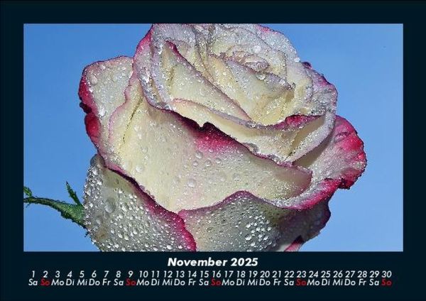 Produktbild: Rosentraum 2025 Fotokalender DIN A5