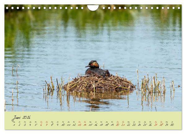 Produktbild: Brut- und Setzzeit. Neues Leben entsteht. (Wandkalender 2026 DIN A4 quer), CALVENDO Monatskalender