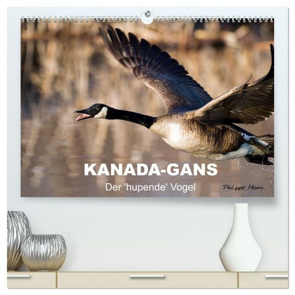 Produktbild: KANADA-GANS - Der 'hupende' Vogel (hochwertiger Premium Wandkalender 2026 DIN A2 quer), Kunstdruck in Hochglanz
