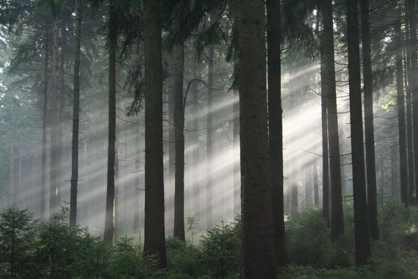 Produktbild: Das gr&uuml;ne Wunder - Unser Wald