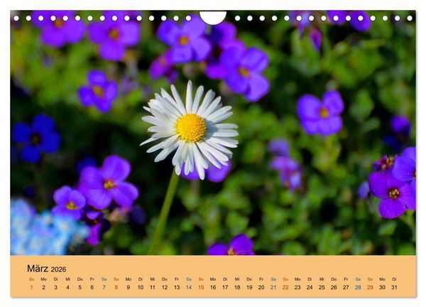 Produktbild: Wildblumen 2026 (Wandkalender 2026 DIN A4 quer), CALVENDO Monatskalender