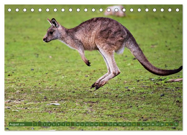 Produktbild: Big Five Australiens Buckelwal, Walhai, Orca, Quokka,K&auml;nguru (Tischkalender 2026 DIN A5 quer), CALVENDO Monatskalender