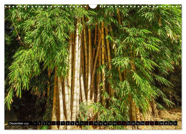 Produktbild: Botanischer Garten Palermo (Wandkalender 2026 DIN A3 quer), CALVENDO Monatskalender