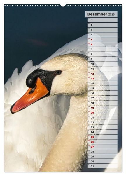 Produktbild: Stolze Schw&auml;ne (Wandkalender 2026 DIN A2 hoch), CALVENDO Monatskalender