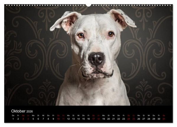 Produktbild: DOGO ARGENTINO (Wandkalender 2026 DIN A2 quer), CALVENDO Monatskalender