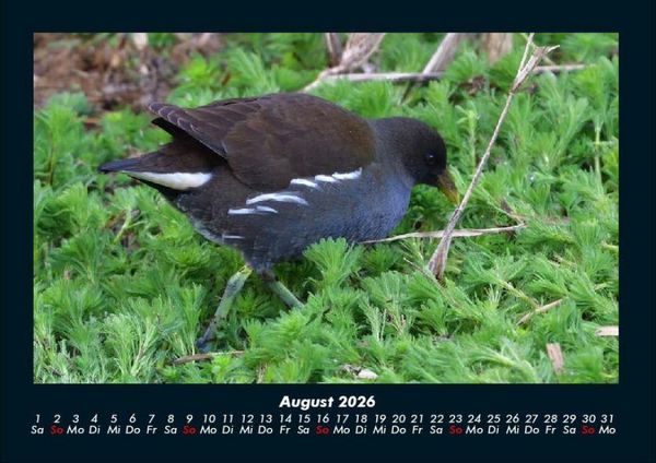 Produktbild: V&ouml;gel 2026 Fotokalender DIN A4