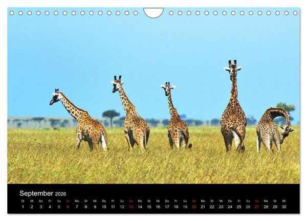 Produktbild: GIRAFFEN - Liebliche Riesen der afrikanischen Savanne (Wandkalender 2026 DIN A4 quer), CALVENDO Monatskalender
