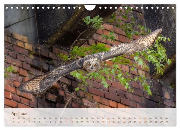 Produktbild: Uhu Highlights (Wandkalender 2026 DIN A4 quer), CALVENDO Monatskalender