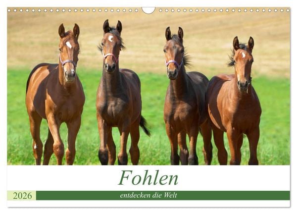 Produktbild: Fohlen entdecken die Welt (Wandkalender 2026 DIN A3 quer), CALVENDO Monatskalender