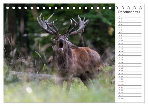 Produktbild: Emotionale Momente: Hirschbrunft. Part II. (Tischkalender 2026 DIN A5 quer), CALVENDO Monatskalender