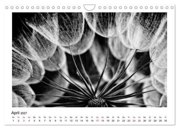 Produktbild: Die grafische Sch&ouml;nheit der Pflanzen &ndash; Schwarz-Wei&szlig; (Wandkalender 2027 DIN A4 quer), CALVENDO Monatskalender