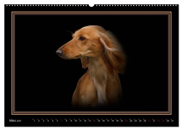 Produktbild: Saluki 2027 (hochwertiger Premium Wandkalender 2027 DIN A2 quer), Kunstdruck in Hochglanz