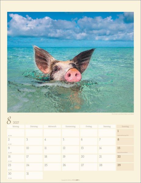Produktbild: Schweinchen Kalender 2027