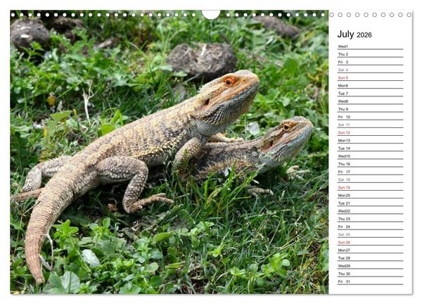 Produktbild: Close to Australian Bearded Dragons (Wall Calendar 2026 DIN A3 landscape), CALVENDO 12 Month Wall Calendar