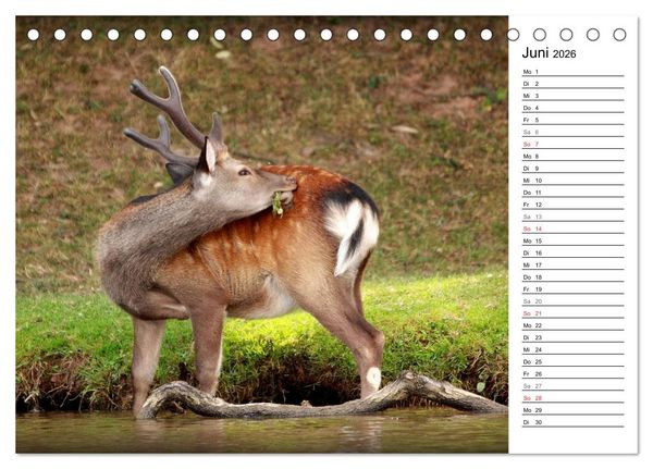 Produktbild: Hirsche (Tischkalender 2026 DIN A5 quer), CALVENDO Monatskalender