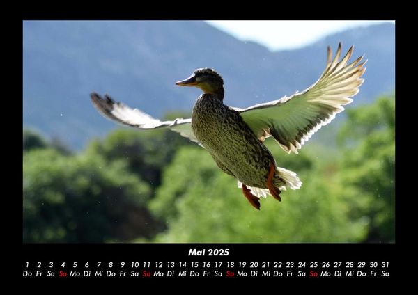 Produktbild: V&ouml;gel 2025 Fotokalender DIN A3