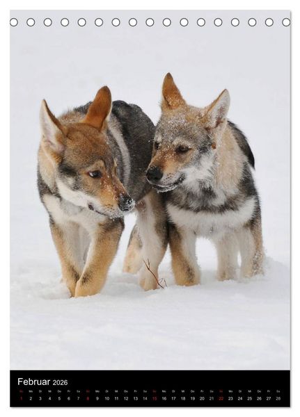 Produktbild: Faszination Wolfhund (Tischkalender 2026 DIN A5 hoch), CALVENDO Monatskalender