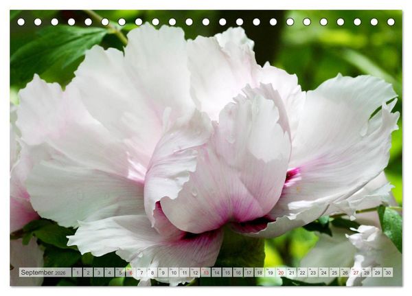 Produktbild: PFINGSTROSEN Rosen ohne Dornen (Tischkalender 2026 DIN A5 quer), CALVENDO Monatskalender