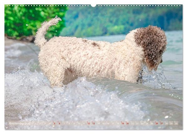 Produktbild: Lagotto Romagnolo - Wasserspiele (hochwertiger Premium Wandkalender 2026 DIN A2 quer), Kunstdruck in Hochglanz