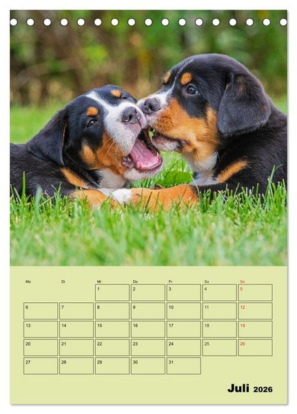 Produktbild: Familienplaner Gro&szlig;er Schweizer Sennenhund (Tischkalender 2026 DIN A5 hoch), CALVENDO Monatskalender