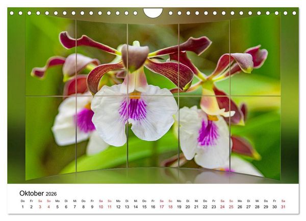 Produktbild: Orchideen Bildergalerie (Wandkalender 2026 DIN A4 quer), CALVENDO Monatskalender