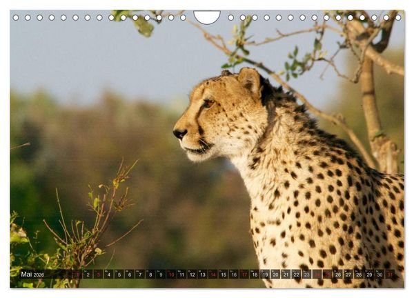 Produktbild: Raubkatzen. Wild, sch&ouml;n und kraftvoll (Wandkalender 2026 DIN A4 quer), CALVENDO Monatskalender
