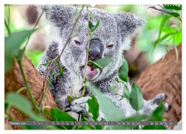 Produktbild: Koalas - Kuscheliges Symbol Australiens (Wandkalender 2026 DIN A2 quer), CALVENDO Monatskalender