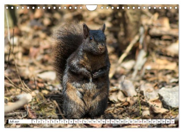 Produktbild: Eichh&ouml;rnchen - Kleine Tiere mit gro&szlig;em Charakter (Wandkalender 2027 DIN A4 quer), CALVENDO Monatskalender