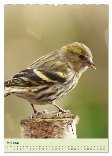 Produktbild: Erlenzeisige, kleine Kobolde (hochwertiger Premium Wandkalender 2026 DIN A2 hoch), Kunstdruck in Hochglanz
