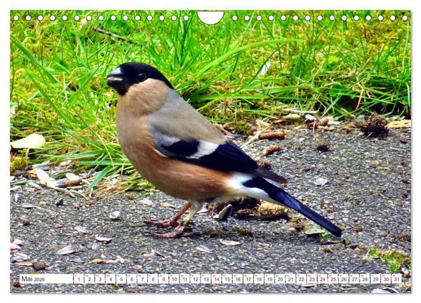 Produktbild: Herr und Frau Gimpel - Stammg&auml;ste im Garten (Wandkalender 2026 DIN A4 quer), CALVENDO Monatskalender
