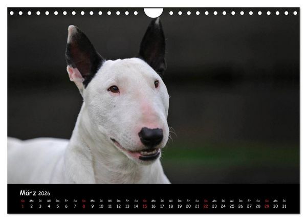 Produktbild: Bullterrier (Wandkalender 2026 DIN A4 quer), CALVENDO Monatskalender