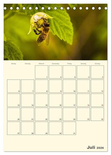 Produktbild: Bienen im Naturgarten (Tischkalender 2026 DIN A5 hoch), CALVENDO Monatskalender