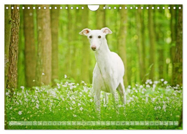 Produktbild: Zauberhafte Windhunde (Wandkalender 2026 DIN A4 quer), CALVENDO Monatskalender