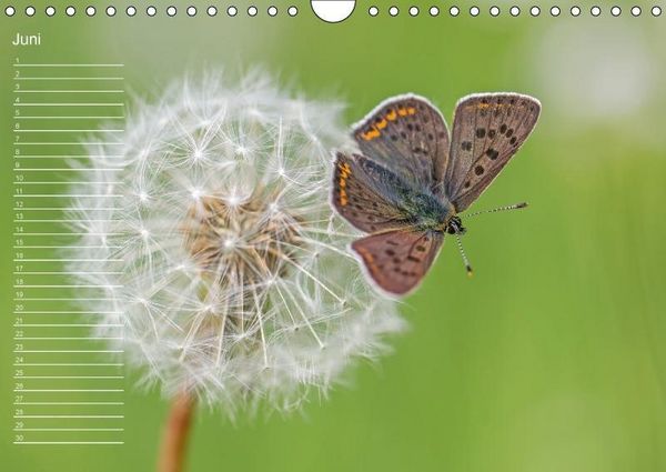 Produktbild: Nah ... N&auml;her ... MAKRO (Wandkalender immerw&auml;hrend DIN A4 quer)