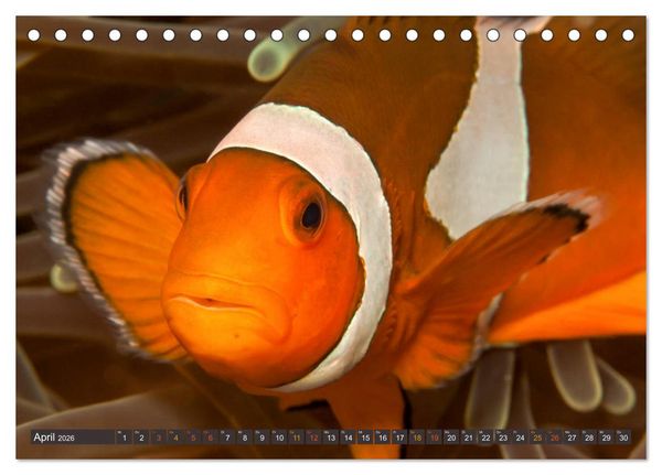 Produktbild: Tauchen, Fische und Meer (Tischkalender 2026 DIN A5 quer), CALVENDO Monatskalender