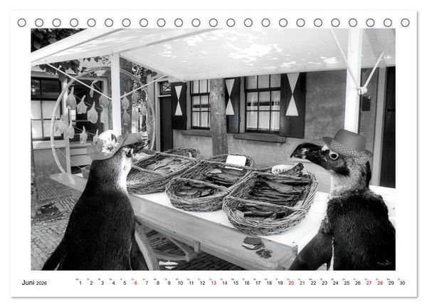 Produktbild: Pinguine privat (Tischkalender 2026 DIN A5 quer), CALVENDO Monatskalender