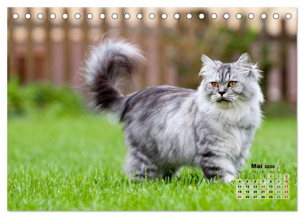 Produktbild: Katzen im Gr&uuml;nen (Tischkalender 2026 DIN A5 quer), CALVENDO Monatskalender