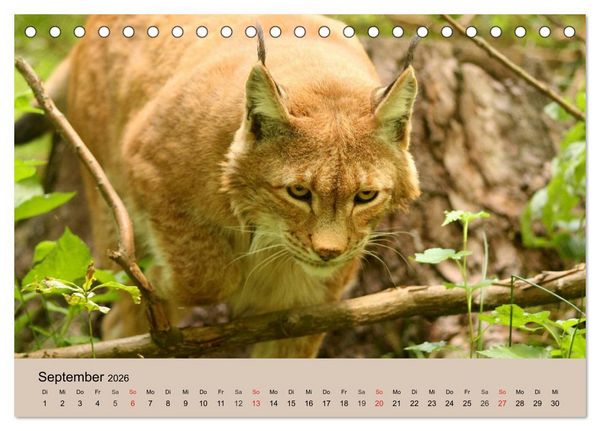 Produktbild: Der Luchs. Pinselohren und Bernsteinaugen (Tischkalender 2026 DIN A5 quer), CALVENDO Monatskalender