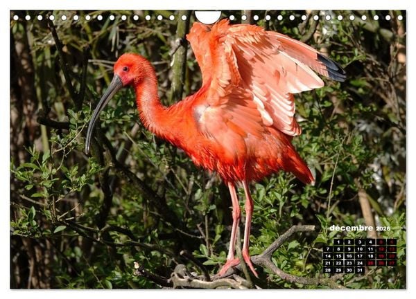 Produktbild: Oiseaux exotiques (Calendrier mural 2026 DIN A4 vertical), CALVENDO calendrier mensuel