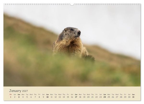 Produktbild: Wild encounters &ndash; Moments in the heart of nature (High Quality Premium Wall Calendar 2027 DIN A2 landscape),CALVENDO 12 Month Wall Calendar