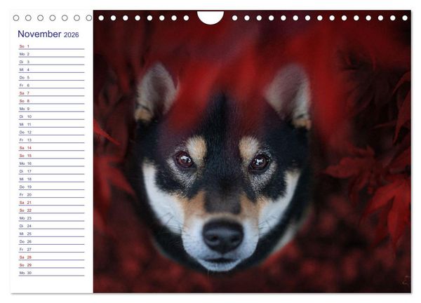 Produktbild: Japans Seelenhunde (Wandkalender 2026 DIN A4 quer), CALVENDO Monatskalender